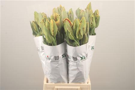 <h4>Tu Fr Pa Avignon Parrot</h4>