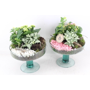 arr2 PL - Glas sofia op voet x4 - roze/wit