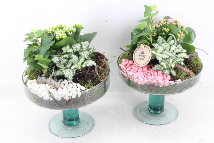 <h4>arr2 PL - Glas sofia op voet x4 - roze/wit</h4>