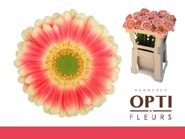 <h4>GE MI TOMPOUCE</h4>