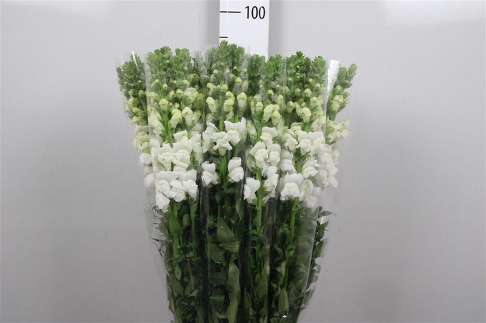 <h4>Antir It. White</h4>