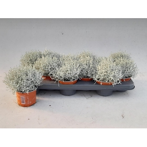 .Calocephalus brownii