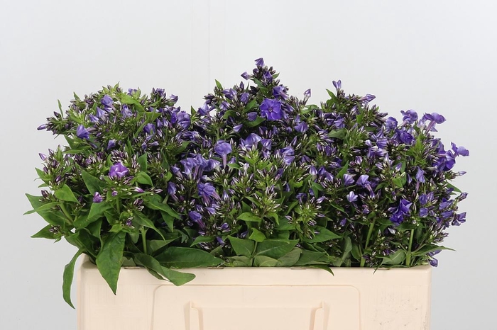 <h4>Phlox P Crissy</h4>