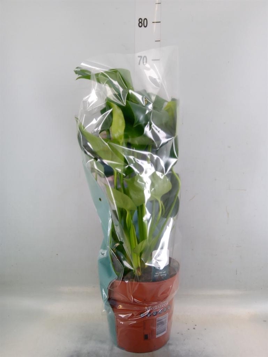 <h4>Monstera delic.</h4>