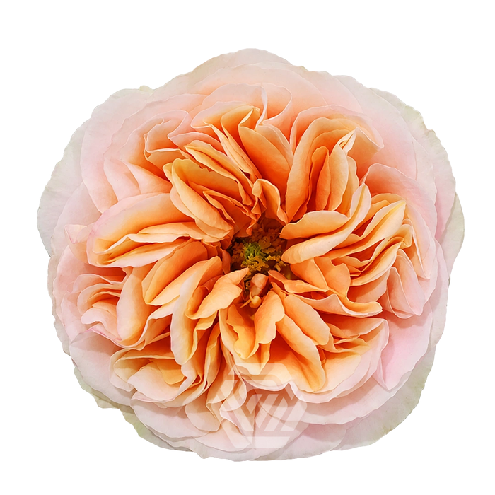 <h4>R GR JUICY X-PRESSION Tessa</h4>