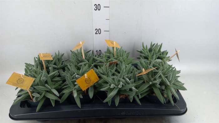 <h4>Crassula 'Kraaiepootje'</h4>