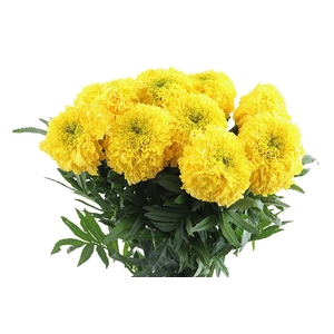 Tagetis Marigold Yellow