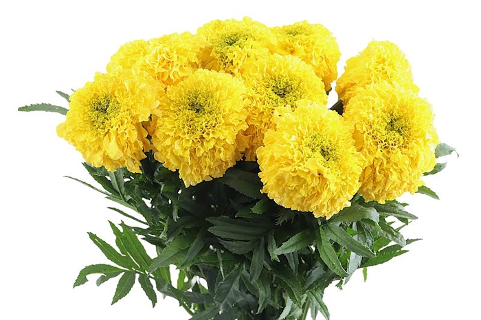 <h4>Tagetis Marigold Yellow</h4>