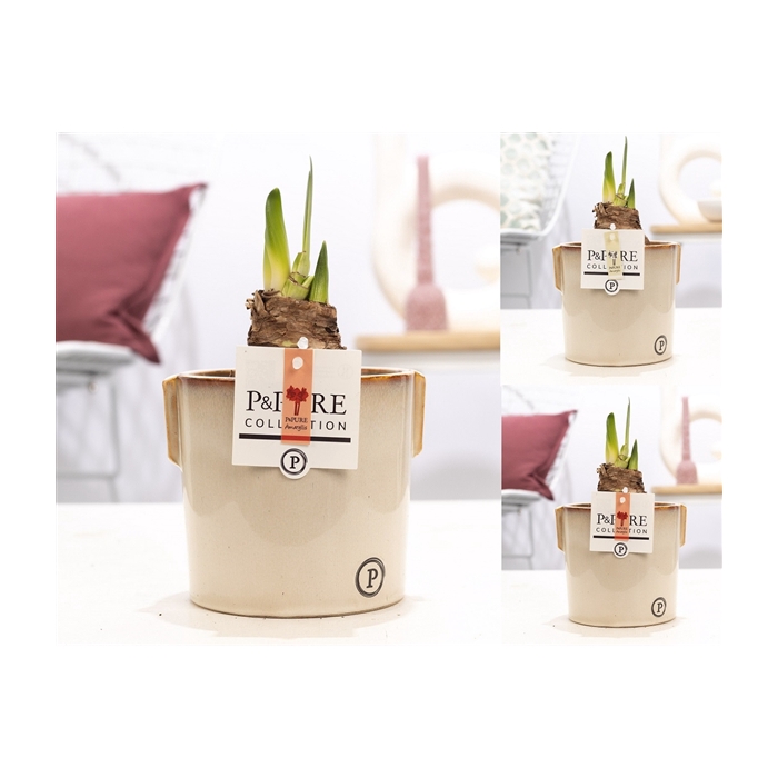 <h4>Hippeastrum mix in P&PURE Lauren ceramics</h4>