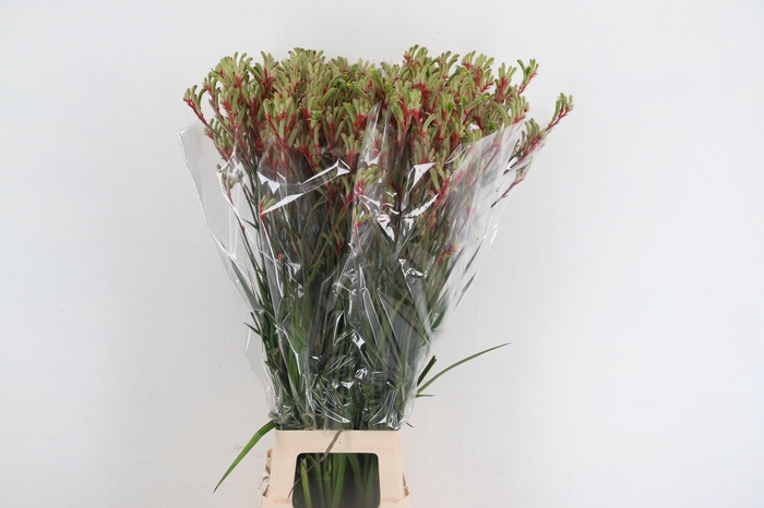 ANIGOZ JUDITH GREEN/RED 100CM