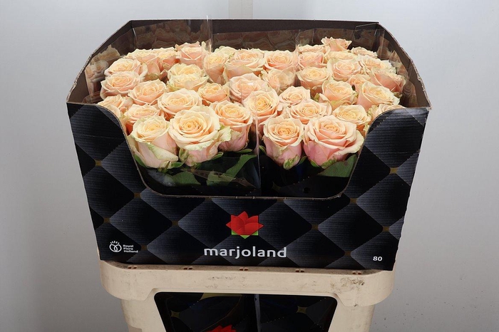 <h4>R Gr Bellini!</h4>