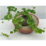 <h4>180 Dioscorea elephantipes 23 cm 1 stek/pot</h4>