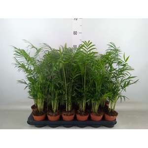 Chamaedorea elegans