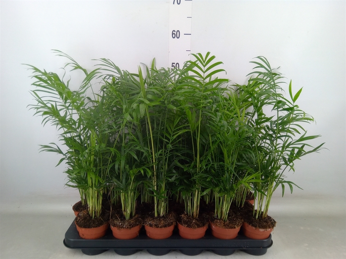 <h4>Chamaedorea elegans</h4>