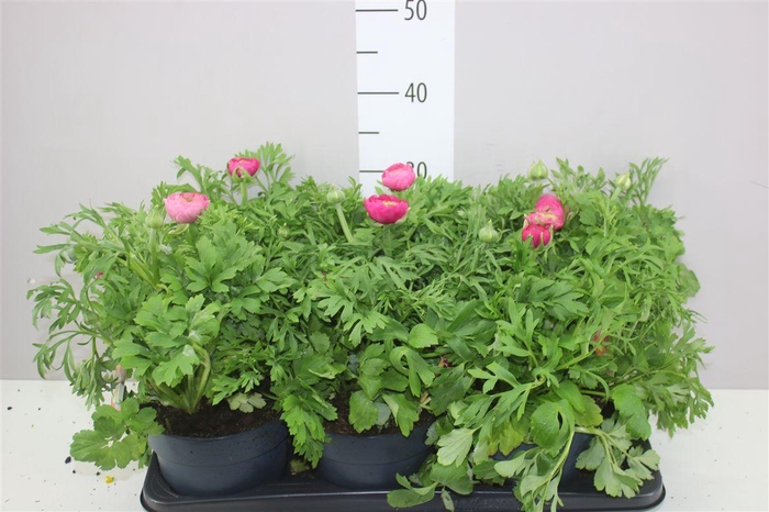 <h4>Ranunculus Vortex Eli Gemengd</h4>