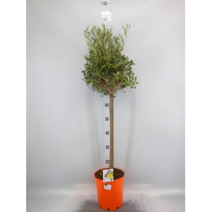 Olea europaea