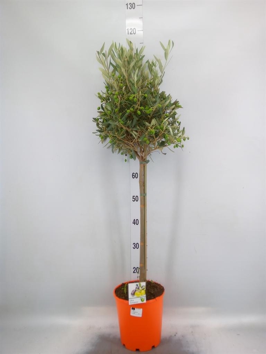 <h4>Olea europaea</h4>
