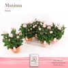 Rosa Amorosa Infinity Soft Pink