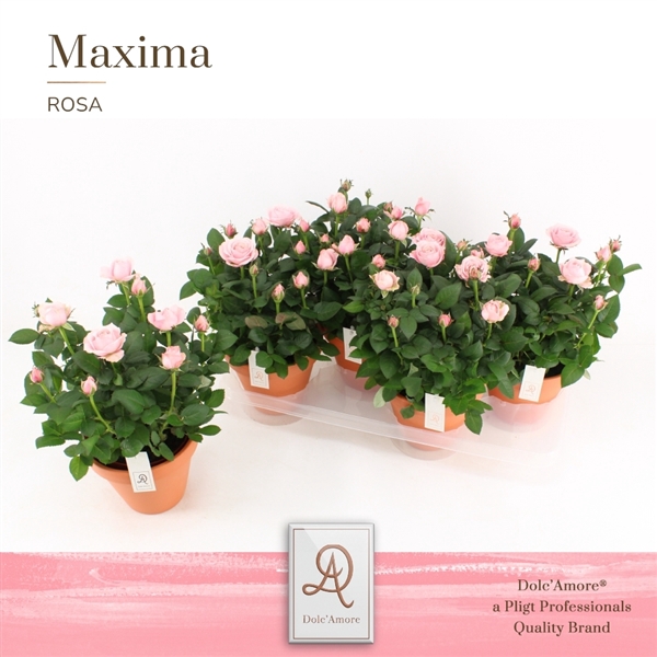 Rosa Amorosa Infinity Soft Pink