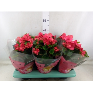 Begonia elat. DU 'Serena'