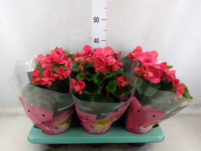<h4>Begonia elat. DU 'Serena'</h4>
