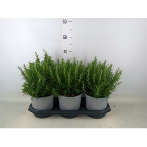 Rosmarinus officinalis   ...