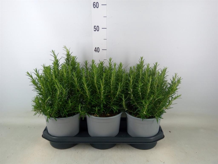 <h4>Rosmarinus officinalis   ...</h4>