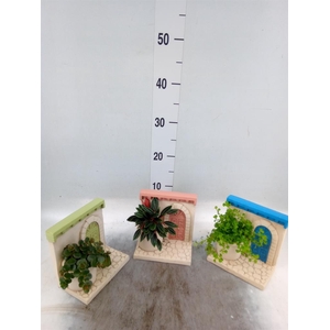 Arr. Kamerplant Groen L%