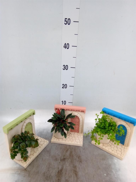 <h4>Arr.   Kamerplant Groen L%</h4>