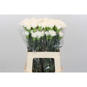Dianthus St Holly