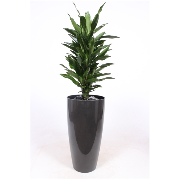 <h4>Dracaena Janet Lind in Santorini pot "antraciet"</h4>