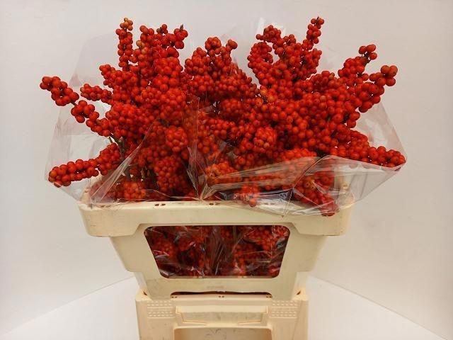 <h4>Ilex Bes Brit Buys</h4>