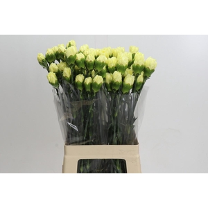 Dianthus St Yellow