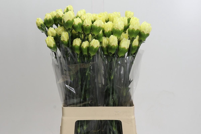 <h4>Dianthus St Yellow</h4>