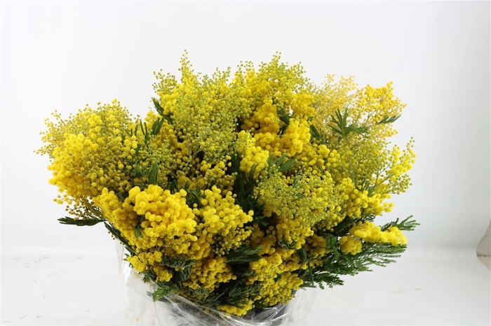<h4>Mimosa Mirandole 500 Gr</h4>