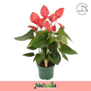 Anthurium (Andreanum Grp) Melodia Ibis
