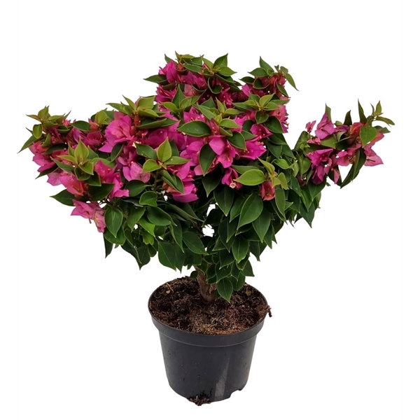<h4>Bougainvillea Thai Trunk</h4>