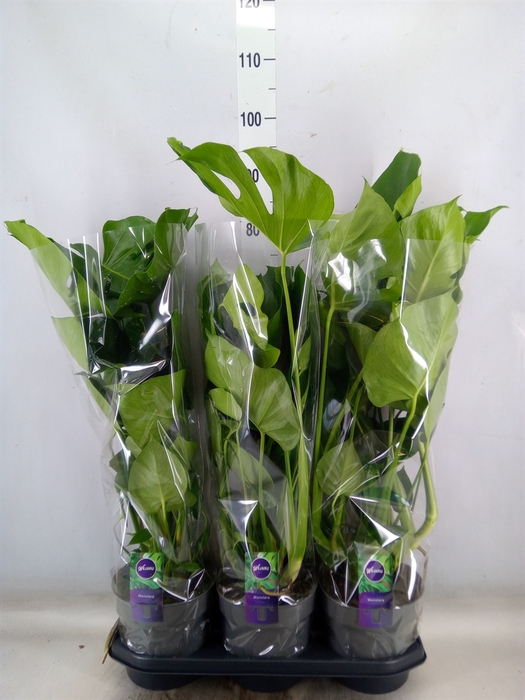 <h4>Monstera delic.</h4>