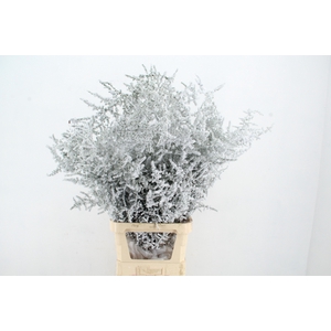 Asparagus Selvatico Snow per Stem Superdeal