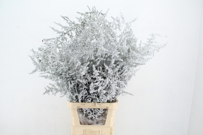 <h4>Asparagus Selvatico Snow per Stem Superdeal</h4>