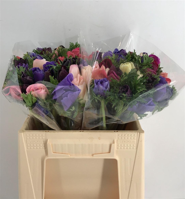 <h4>ANEM PRIMA MIX</h4>