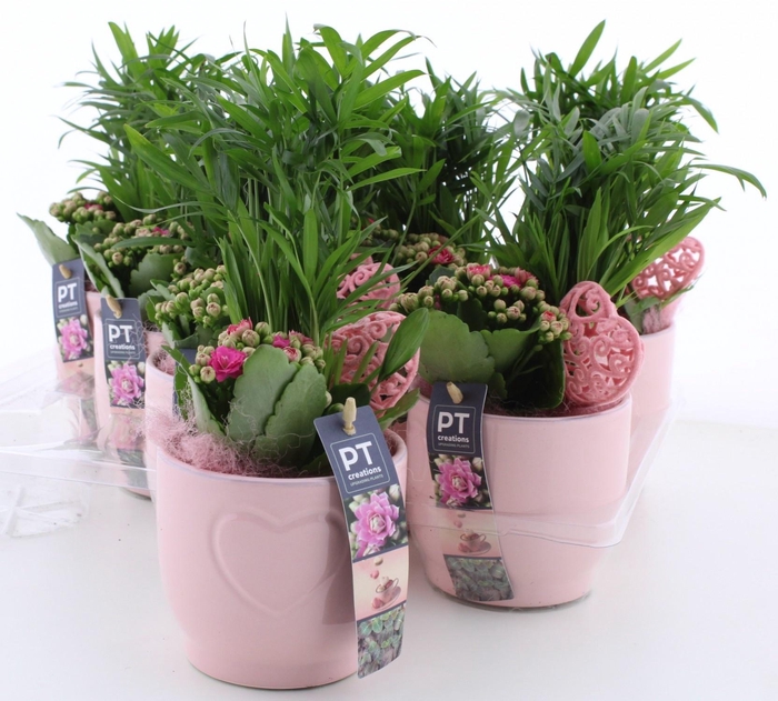 <h4>ARR KAMERPL</h4>