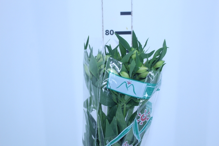 ALSTROEMERIA AKEMI 080 CM