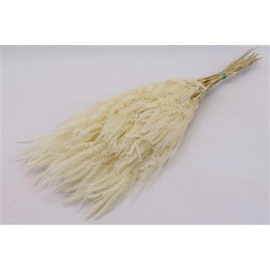 Bunch Helecho Pres. 150g L70