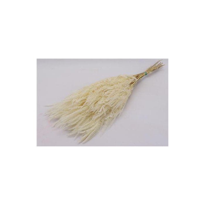 <h4>Bunch Helecho Pres. 150g L70</h4>