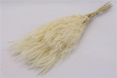 Bunch Helecho Pres. 150g L70