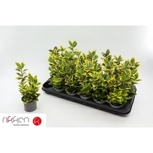EUONYMUS JA MARIEKE