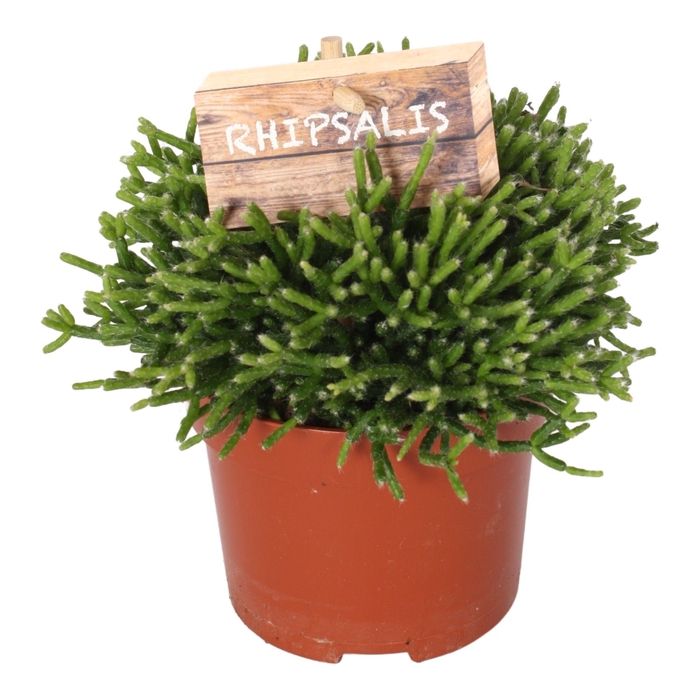 <h4>Rhipsalis cereuscula 10,5cm</h4>