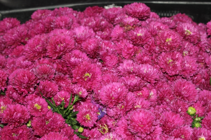 <h4>ASTER DOBRADO MARSALA</h4>