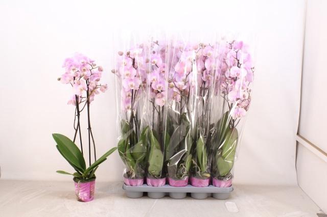 <h4>PHAL OV ROZE</h4>